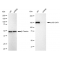 KD-Validated p150 CAF1 Rabbit mAb (20 μl)