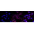 KD-Validated Phospho-PKR (T451) Rabbit mAb (20 μl)