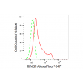 KD-Validated RING1 Rabbit mAb (20 μl)