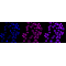 KD-Validated RING1 Rabbit mAb (20 μl)