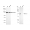 KD-Validated RING1 Rabbit mAb (20 μl)