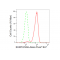 KD-Validated EHMT2 Rabbit mAb (20 μl)