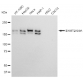 KD-Validated EHMT2 Rabbit mAb (20 μl)