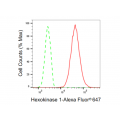 KD-Validated HXK1 Rabbit mAb (20 μl)