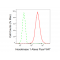 KD-Validated HXK1 Rabbit mAb (20 μl)