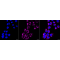 KD-Validated HXK1 Rabbit mAb (20 μl)