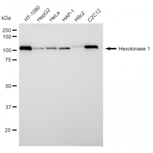 KD-Validated HXK1 Rabbit mAb (20 μl)