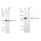 KD-Validated HXK1 Rabbit mAb (20 μl)
