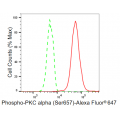 KD-Validated Phospho-PKC alpha (Ser657) Rabbit mAb (20 μl)