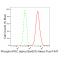 KD-Validated Phospho-PKC alpha (Ser657) Rabbit mAb (20 μl)