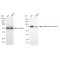 KD-Validated Phospho-PKC alpha (Ser657) Rabbit mAb (20 μl)