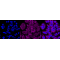 KD-Validated DLAT Rabbit mAb (20 μl)