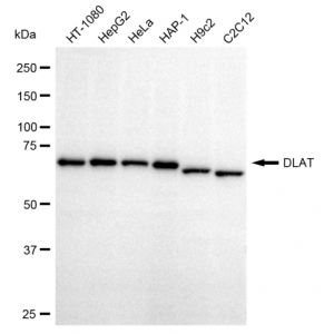 KD-Validated DLAT Rabbit mAb (20 μl)