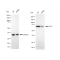 KD-Validated DLAT Rabbit mAb (20 μl)