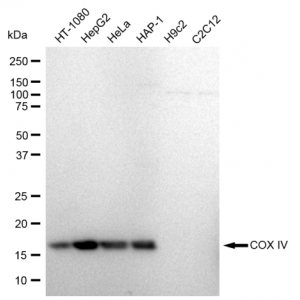 KD-Validated COXIV Rabbit mAb (20 μl)