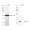 KD-Validated COXIV Rabbit mAb (20 μl)