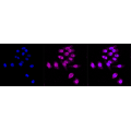 KD-Validated ALKBH1 Rabbit mAb (20 μl)