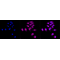 KD-Validated ALKBH1 Rabbit mAb (20 μl)