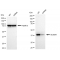 KD-Validated ALKBH1 Rabbit mAb (20 μl)