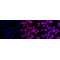 KD-Validated Fibronectin 1 Rabbit mAb (20 μl)