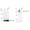 KD-Validated Fibronectin 1 Rabbit mAb (20 μl)