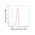 KD-Validated Smad2 Rabbit mAb (20 μl)