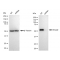 KD-Validated Smad2 Rabbit mAb (20 μl)