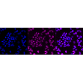 KD-Validated Bmi1 Rabbit mAb (20 μl)