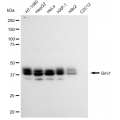 KD-Validated Bmi1 Rabbit mAb (20 μl)