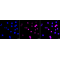KD-Validated BCL1 Rabbit mAb (20 μl)
