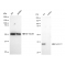 KD-Validated BCL1 Rabbit mAb (20 μl)