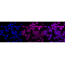 KD-Validated ANX7 Rabbit mAb (20 μl)
