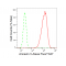KD-Validated ANX5 Rabbit mAb (20 μl)
