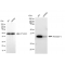 KD-Validated ANX5 Rabbit mAb (20 μl)