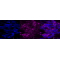 KD-Validated Src Rabbit mAb (20 μl)