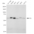 KD-Validated Src Rabbit mAb (20 μl)