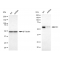 KD-Validated Src Rabbit mAb (20 μl)
