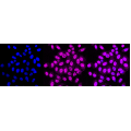 KD-Validated ERCC1 Rabbit mAb (20 μl)