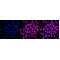 KD-Validated ERCC1 Rabbit mAb (20 μl)
