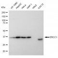 KD-Validated ERCC1 Rabbit mAb (20 μl)