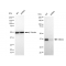 KD-Validated ERCC1 Rabbit mAb (20 μl)