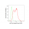 KD-Validated GC1q R Rabbit mAb (20 μl)