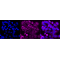 KD-Validated GC1q R Rabbit mAb (20 μl)