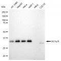 KD-Validated GC1q R Rabbit mAb (20 μl)