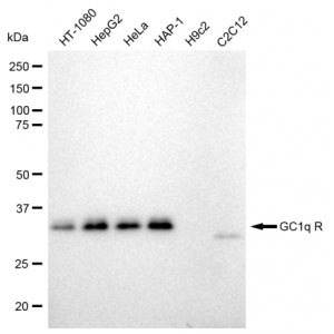 KD-Validated GC1q R Rabbit mAb (20 μl)