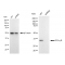 KD-Validated GC1q R Rabbit mAb (20 μl)