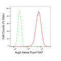 KD-Validated Arg2 Rabbit mAb (20 μl)