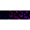 KD-Validated Arg2 Rabbit mAb (20 μl)