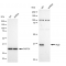 KD-Validated Arg2 Rabbit mAb (20 μl)
