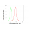 KD-Validated CRKII Rabbit mAb (20 μl)